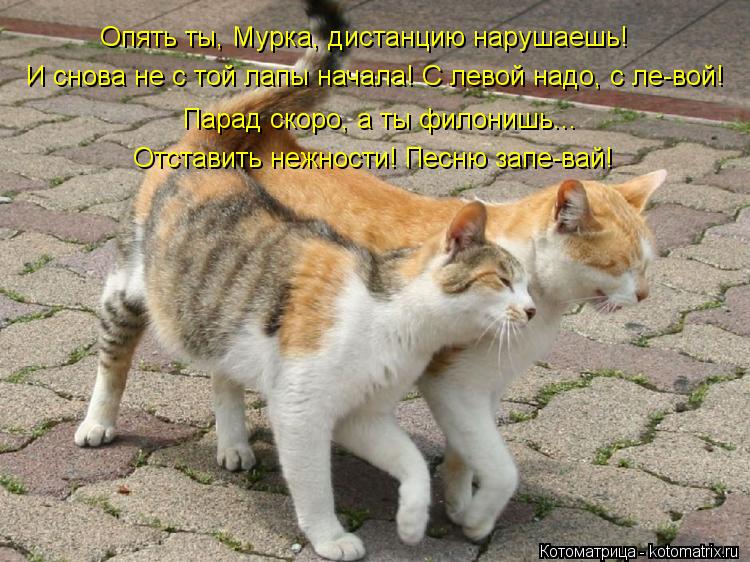 Опять ты, Мурка, дистанцию нарушаешь! И снова не с той лапы начала! С левой надо, с ле-вой! Парад ско... Котоматрица: Опять ты, Мурка, дистанцию нарушаешь! И снова не с той лапы начала! С левой надо, с ле-вой! Парад скоро, а ты филонишь... Отставить нежности! Пес
