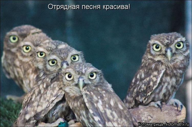 Отрядная песня красива!... Котоматрица: Отрядная песня красива!