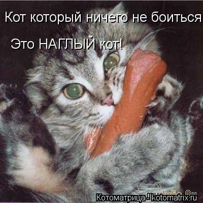 Кот который ничего не боиться Это НАГЛЫЙ кот!... Котоматрица: Кот который ничего не боиться Это НАГЛЫЙ кот!