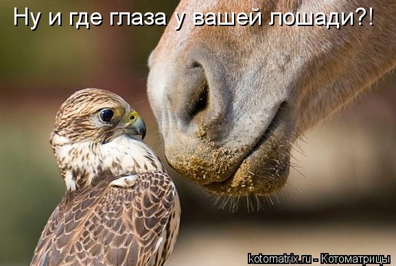 Ну и где глаза у вашей лошади?!... Котоматрица: Ну и где глаза у вашей лошади?!