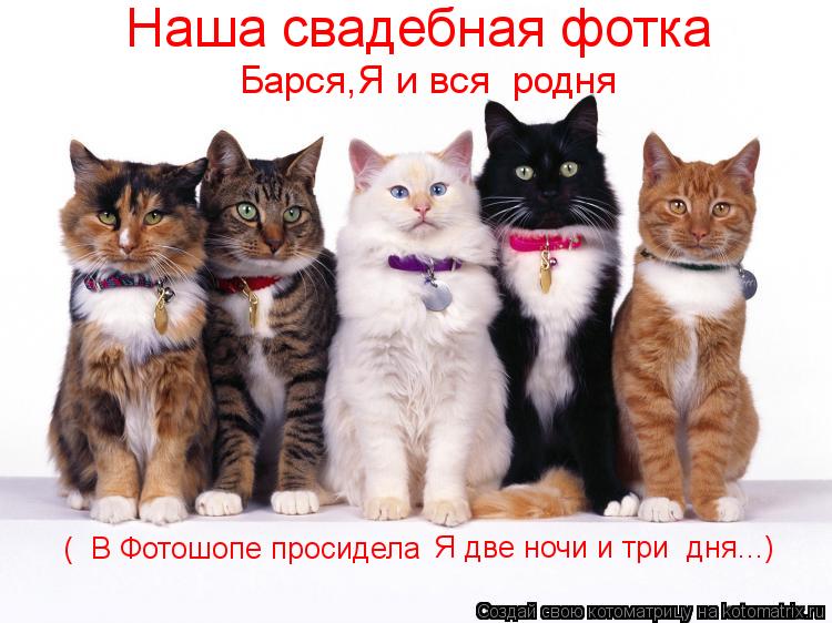 Барся,Я и вся родня Наша свадебная фотка ( В Фотошопе просидела Я две ночи и три дня...)... Котоматрица: Барся,Я и вся родня Наша свадебная фотка ( В Фотошопе просидела Я две ночи и три дня...)