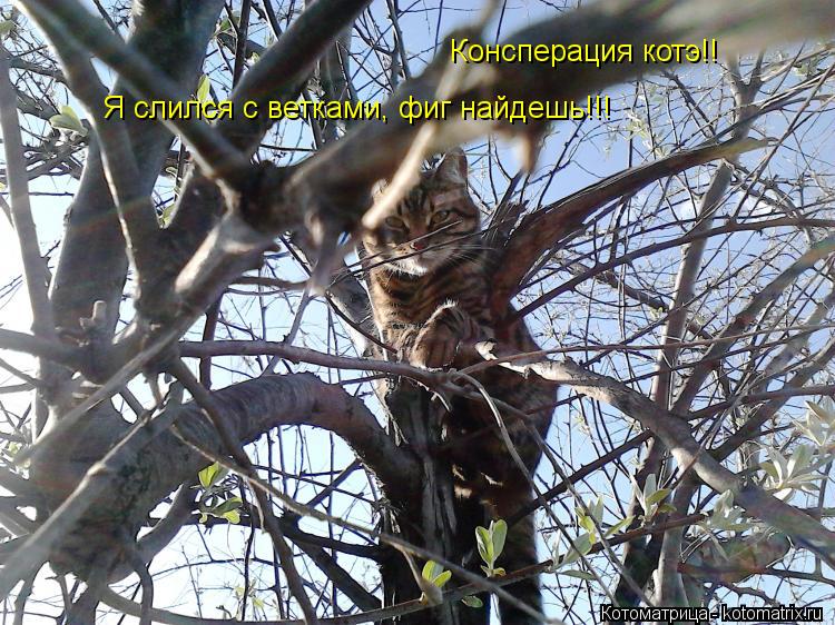 Консперация котэ!! Я слился с ветками, фиг найдешь!!!... Котоматрица: Консперация котэ!! Я слился с ветками, фиг найдешь!!!