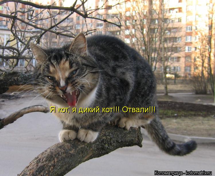 Я кот, я дикий кот!!! Отвали!!!... Котоматрица: Я кот, я дикий кот!!! Отвали!!!