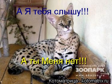 А Я тебя слышу!!! А ты Меня нет!!!... Котоматрица: А Я тебя слышу!!! А ты Меня нет!!!