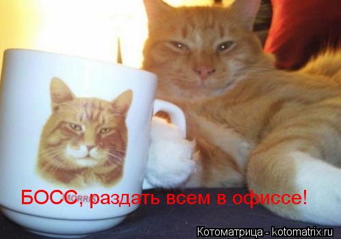 БОСС, раздать всем в офиссе!... Котоматрица: БОСС, раздать всем в офиссе!