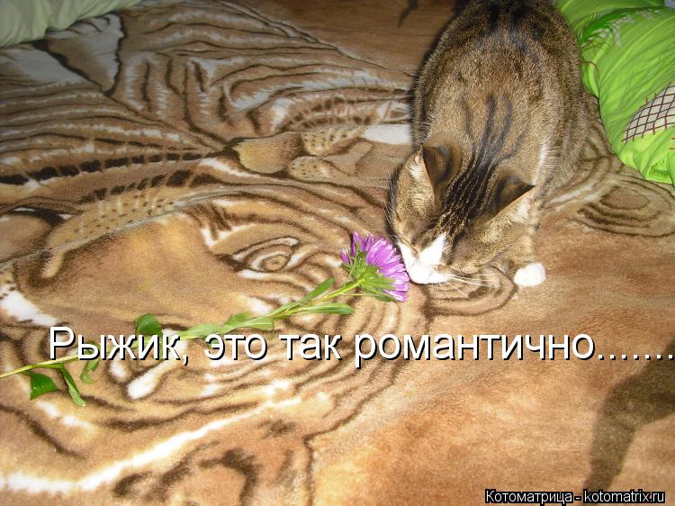 Рыжик, это так романтично.............. Котоматрица: Рыжик, это так романтично...........