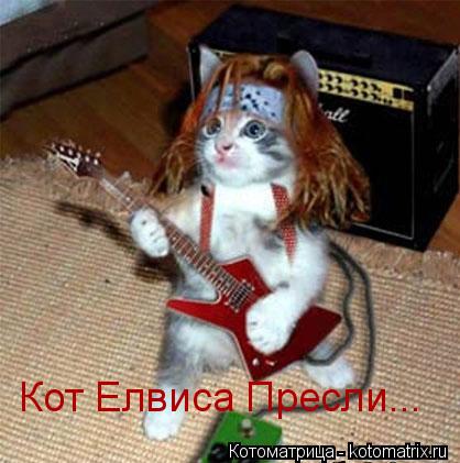 Кот Елвиса Пресли...... Котоматрица: Кот Елвиса Пресли...