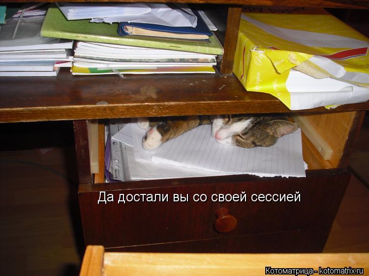 Да достали вы со своей сессией... Котоматрица: Да достали вы со своей сессией
