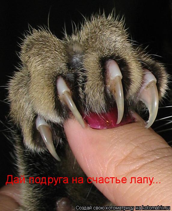 Дай подруга на счастье лапу...... Котоматрица: Дай подруга на счастье лапу...
