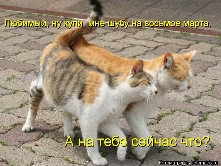 Любимый, ну купи мне шубу на восьмое марта, А на тебе сейчас что?... Котоматрица: Любимый, ну купи мне шубу на восьмое марта, А на тебе сейчас что?