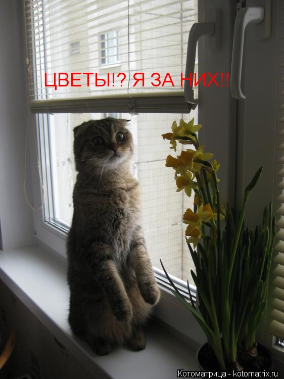 ЦВЕТЫ!? Я ЗА НИХ!!... Котоматрица: ЦВЕТЫ!? Я ЗА НИХ!!