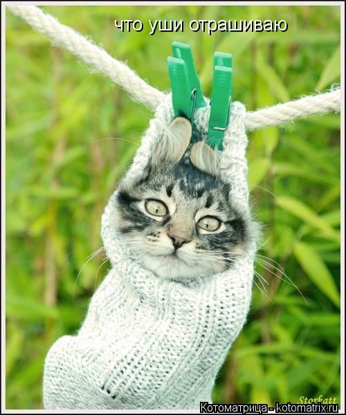 что уши отрашиваю... Котоматрица: что уши отрашиваю