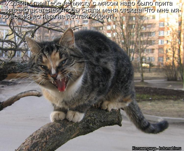 --Хозяин.блин!Тебе не миску с мясом надо было прита щить,а спасателей,чтобы сняли меня отсюда!Что мне... Котоматрица: --Хозяин.блин!Тебе не миску с мясом надо было прита щить,а спасателей,чтобы сняли меня отсюда!Что мне мя- со,если я до него не достаю?Идиот!