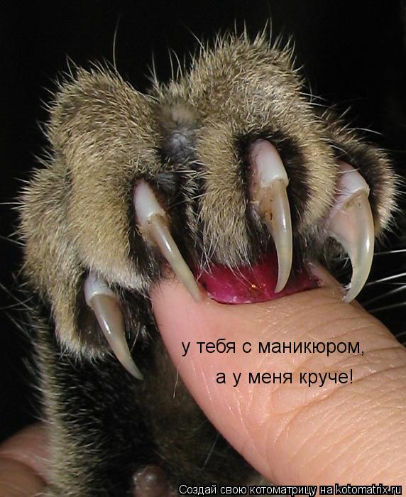 у тебя с маникюром, а у меня круче!... Котоматрица: у тебя с маникюром, а у меня круче!