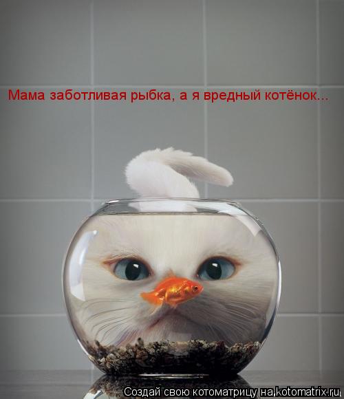 Мама заботливая рыбка, а я вредный котёнок...... Котоматрица: Мама заботливая рыбка, а я вредный котёнок...