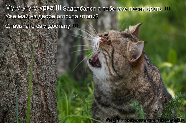 Му-у-у-у-у-урка !!! Задолбался я тебе уже песни орать !!! Уже май на дворе,оглохла чтоли? Слазь, ато ... Котоматрица: Му-у-у-у-у-урка !!! Задолбался я тебе уже песни орать !!! Уже май на дворе,оглохла чтоли? Слазь, ато сам достану !!!