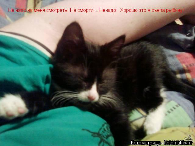 Котоматрица: Не надо на меня смотреть! Не сморти.... Ненадо!  Хорошо это я съела рыбину!