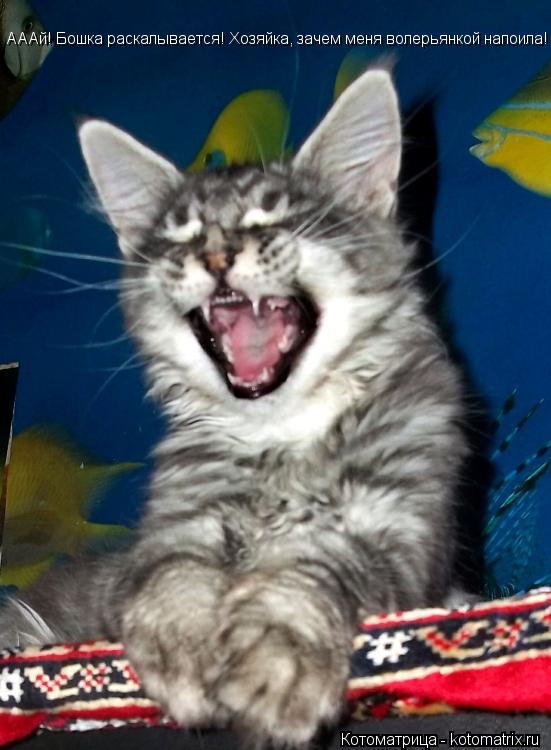 Котоматрица: АААй! Бошка раскалывается! Хозяйка, зачем меня волерьянкой напоила!