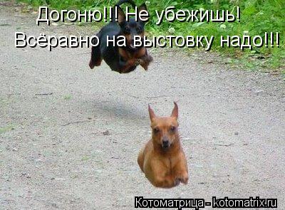 Котоматрица: Догоню!!! Не убежишь!  Всёравно на выстовку надо!!!