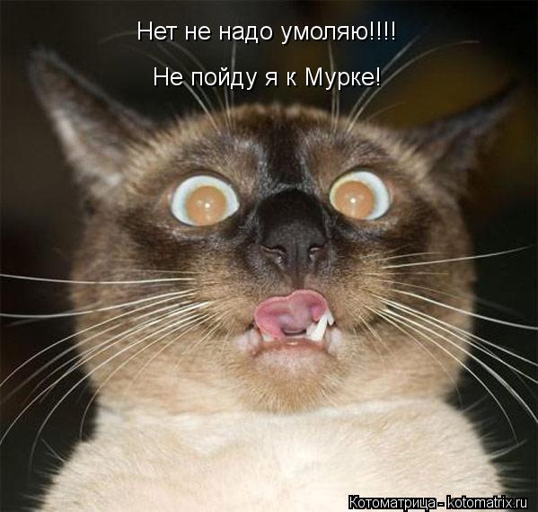 Котоматрица: Нет не надо умоляю!!!! Не пойду я к Мурке!