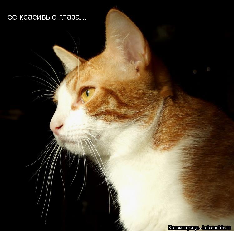 Котоматрица: ее красивые глаза...