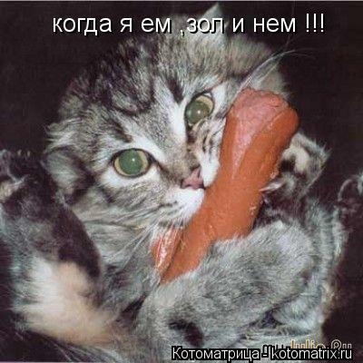 Котоматрица: когда я ем ,зол и нем !!!