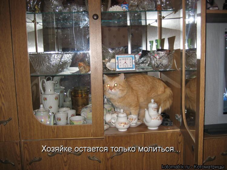 Котоматрица: Хозяйке остается только молиться...