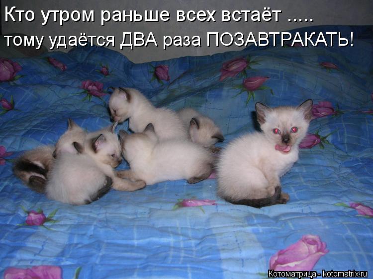 Кто утром раньше всех встаёт ..... тому удаётся ДВА раза ПОЗАВТРАКАТЬ!... Котоматрица: Кто утром раньше всех встаёт ..... тому удаётся ДВА раза ПОЗАВТРАКАТЬ!