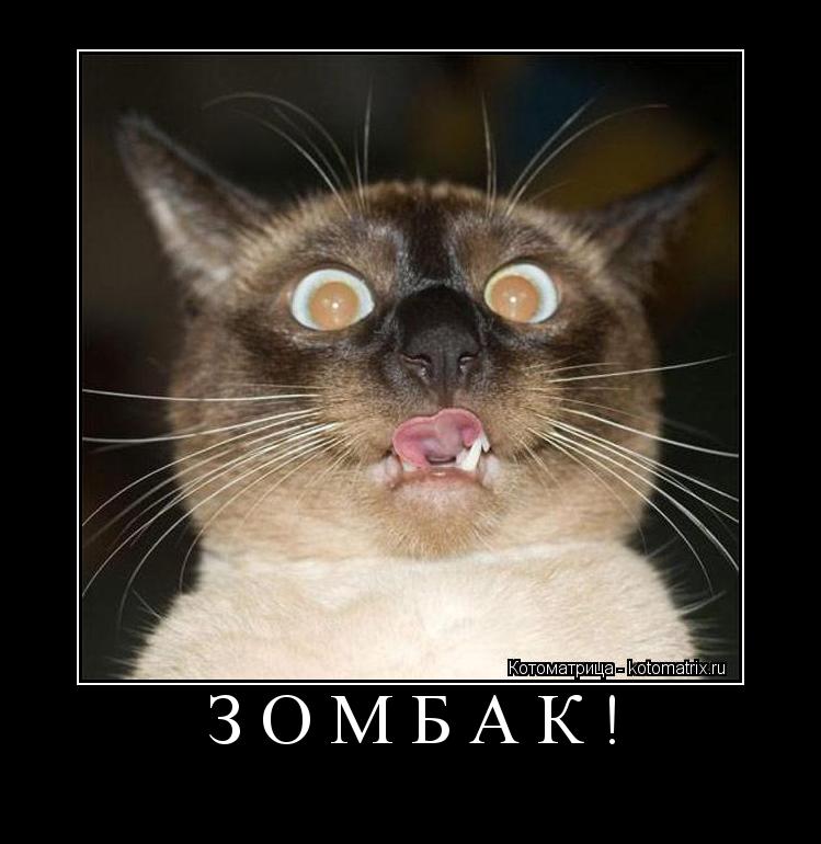 зомбак! ... Котоматрица: зомбак!