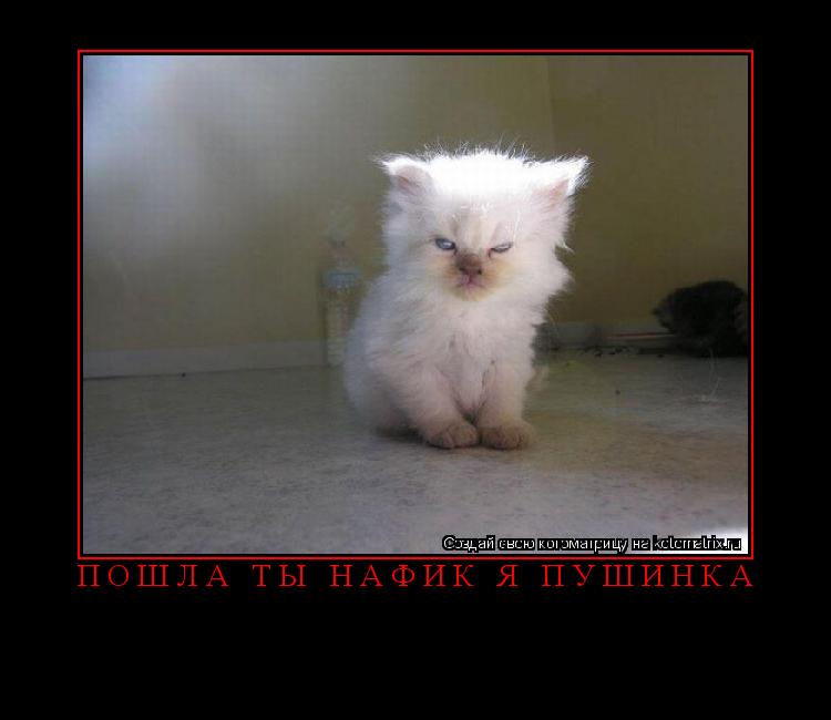 пошла ты нафик я пушинка ... Котоматрица: пошла ты нафик я пушинка