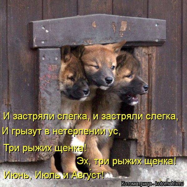 Котоматрица: И застряли слегка, и застряли слегка, И грызут в нетерпении ус, Эх, три рыжих щенка! Три рыжих щенка! Июнь, Июль и Авгу&#769;ст!