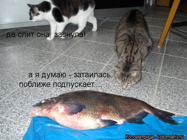 Котоматрица: да спит она, заснула! а я думаю - затаилась, поближе подпускает....
