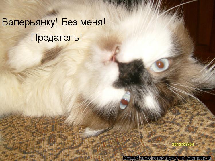 Котоматрица: Валерьянку! Без меня!  Предатель!