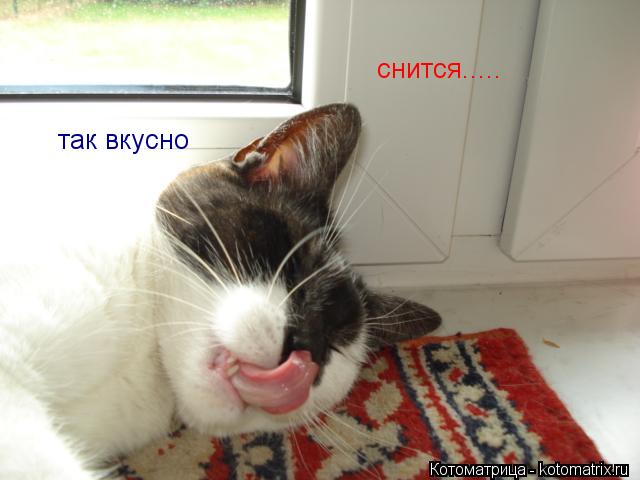 Котоматрица: так вкусно  снится.....