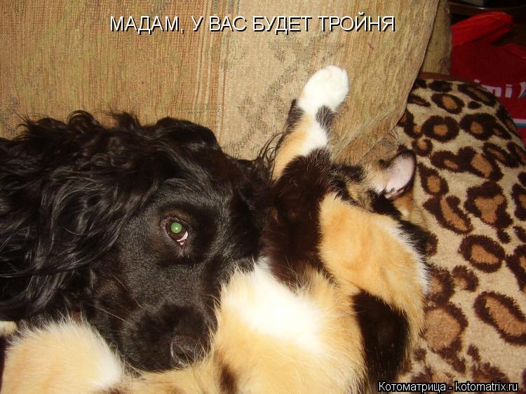 Котоматрица: МАДАМ, У ВАС БУДЕТ ТРОЙНЯ