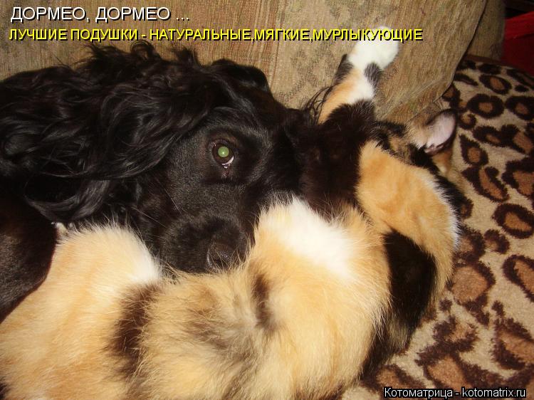 Котоматрица: ДОРМЕО, ДОРМЕО ...  ЛУЧШИЕ ПОДУШКИ - НАТУРАЛЬНЫЕ,МЯГКИЕ,МУРЛЫКУЮЩИЕ