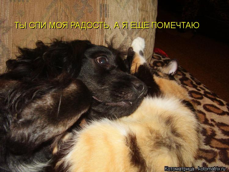 Котоматрица: ТЫ СПИ МОЯ РАДОСТЬ, А Я ЕЩЕ ПОМЕЧТАЮ
