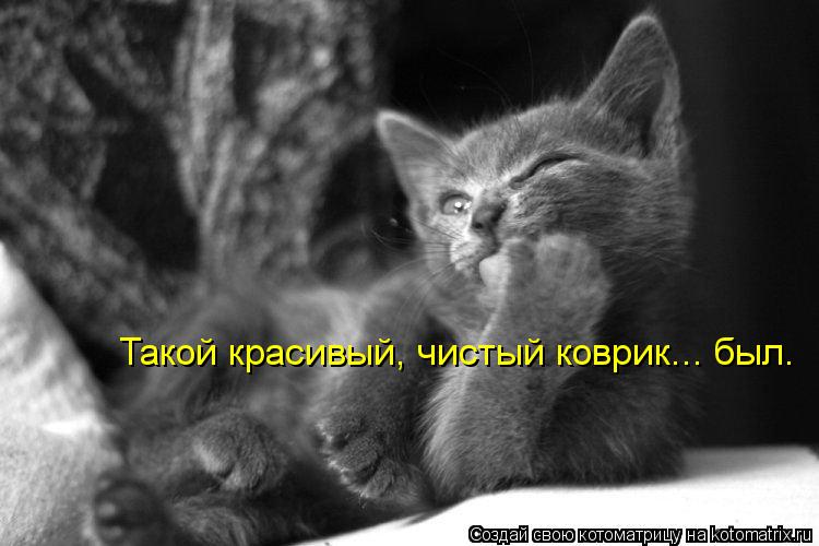 Котоматрица: Такой красивый, чистый коврик... был.