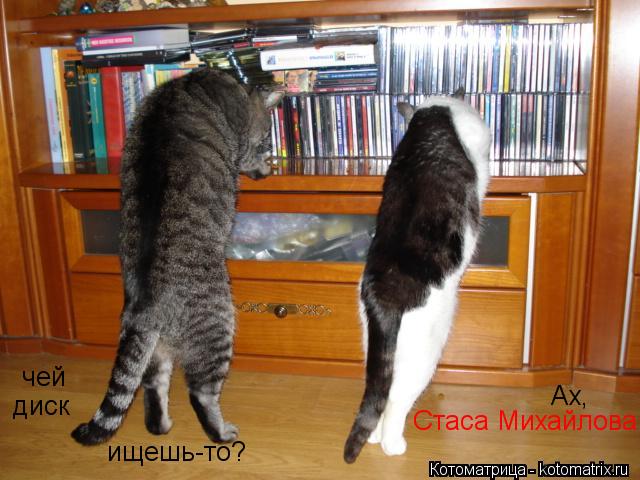 Котоматрица: чей диск ищешь-то? Стаса Михайлова Ах,