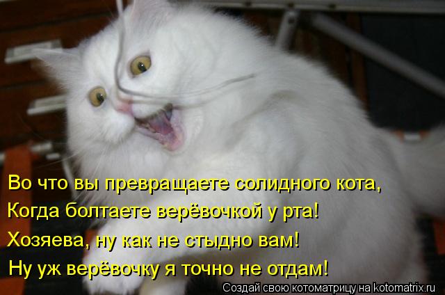 Котоматрица: Во что вы превращаете солидного кота, Ну уж верёвочку я точно не отдам! Когда болтаете верёвочкой у рта! Хозяева, ну как не стыдно вам!