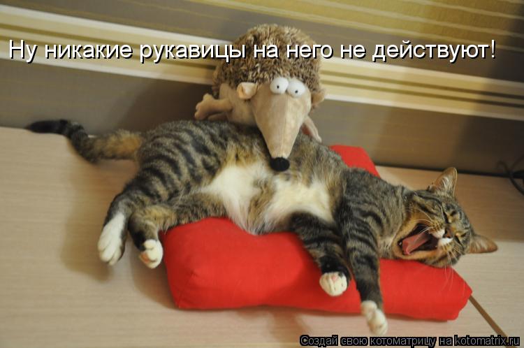 Котоматрица: Ну никакие рукавицы на него не действуют!