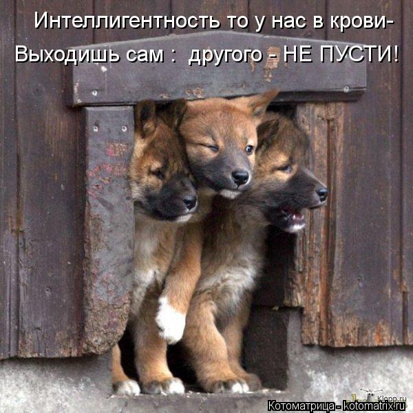 Котоматрица: Интеллигентность то у нас в крови- Выходишь сам :  другого - НЕ ПУСТИ!
