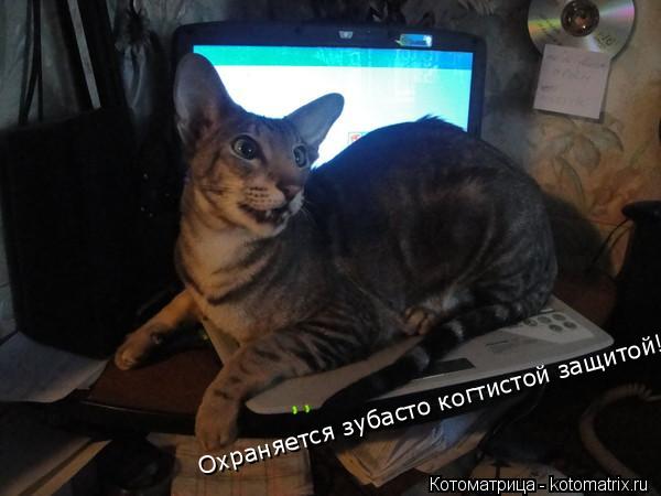Котоматрица: Охраняется зубасто когтистой защитой!