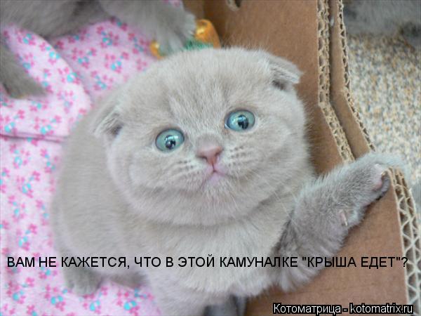 Котоматрица: ВАМ НЕ КАЖЕТСЯ, ЧТО В ЭТОЙ КАМУНАЛКЕ "КРЫША ЕДЕТ"? ВАМ НЕ КАЖЕТСЯ, ЧТО В ЭТОЙ КАМУНАЛКЕ "КРЫША ЕДЕТ"?