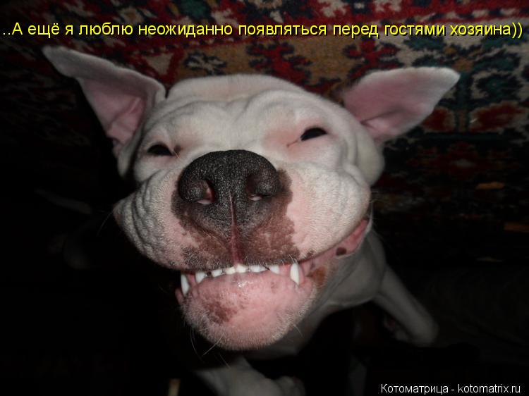 Котоматрица: ..А ещё я люблю неожиданно появляться перед гостями хозяина))