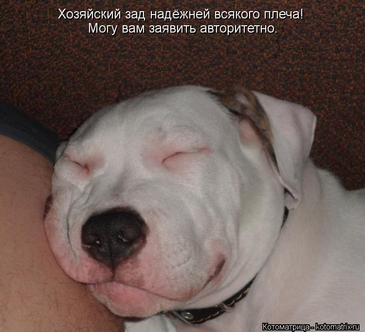 Котоматрица: Хозяйский зад надёжней всякого плеча! Могу вам заявить авторитетно.