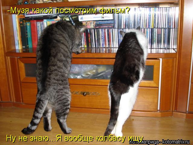 Котоматрица: -Музя,какой посмотрим фильм? Ну не знаю...Я вообще колбасу ищу