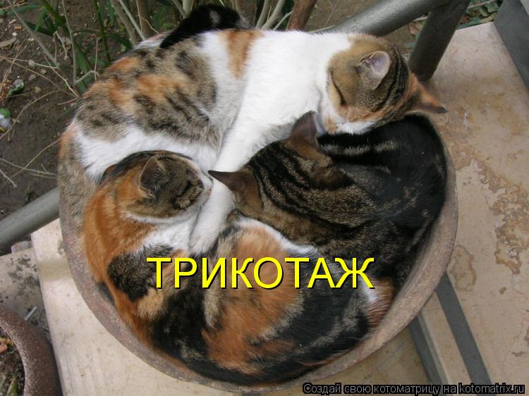 Котоматрица: ТРИКОТАЖ