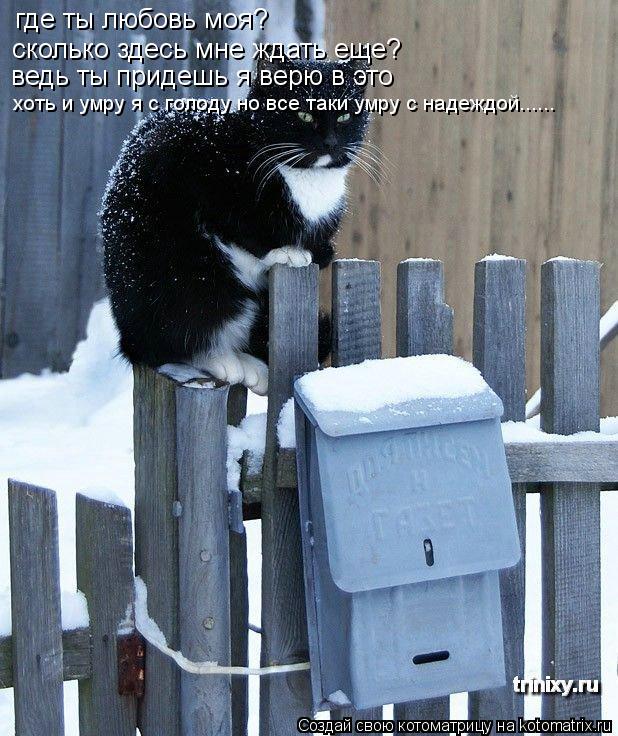 Котоматрица: где ты любовь моя? сколько здесь мне ждать еще? ведь ты придешь я верю в это хоть и умру я с голоду но все таки умру с надеждой......