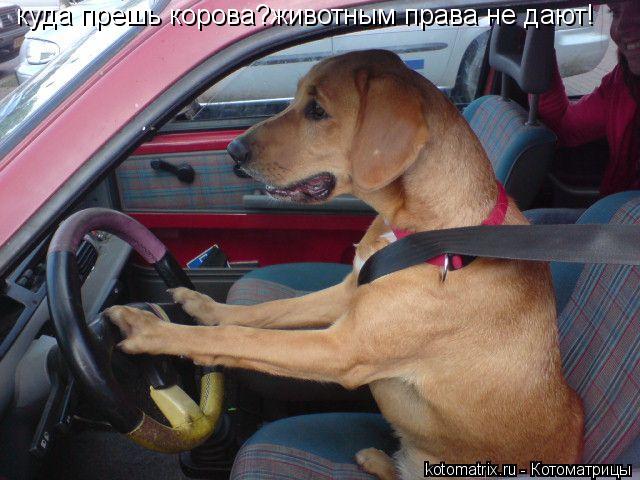 Котоматрица: куда прешь корова?животным права не дают!